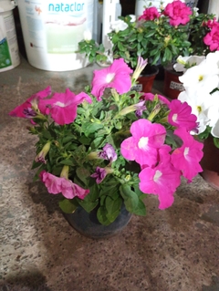 SURFINIA PETUNIA COLGANTE - comprar online