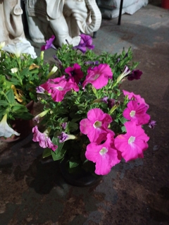 SURFINIA PETUNIA COLGANTE