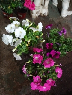 SURFINIA PETUNIA COLGANTE