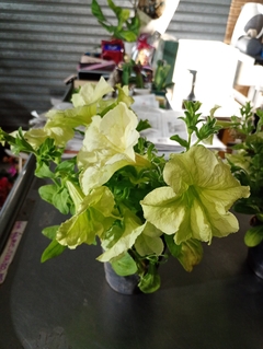 Petunia Sophistica