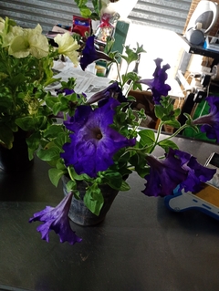 Petunia Sophistica - comprar online