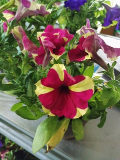 Petunia Sophistica en internet