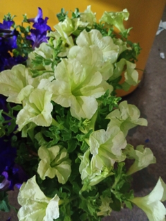 Imagen de Petunia Sophistica