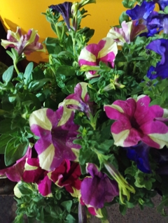 Petunia Sophistica - tienda online