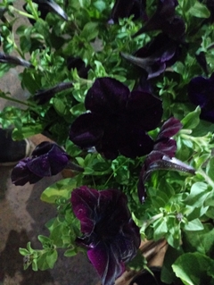 Imagen de Petunia Sophistica