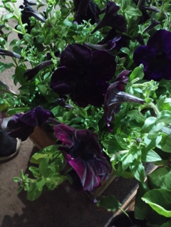 Petunia Sophistica - tienda online