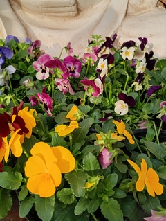 VIOLA CORNUTA