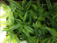 DRACENA LEMON SURPRISE en internet