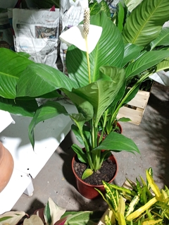 SPATHIPHYLLUM NEW SENSATION