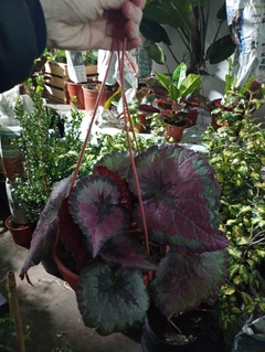 BEGONIA REX