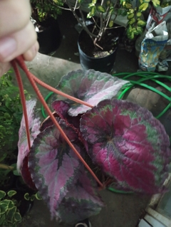 BEGONIA REX - comprar online
