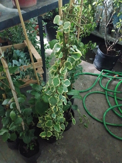 VINCA MAJOR VARIEGATA en internet