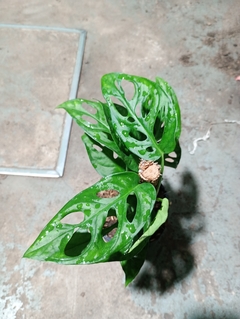Imagen de MONSTERA ADANSONII "PHILODENDRON PERUBEANO"