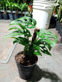 MONSTERA ADANSONII "PHILODENDRON PERUBEANO" - tienda online