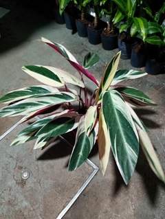MARANTHA KTENANTE