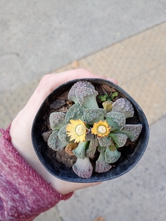 TITANOPSIS calcarea SUCULENTA - comprar online