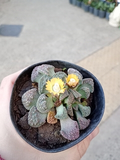 TITANOPSIS calcarea SUCULENTA