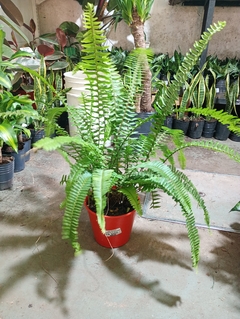 HELECHO EMERALD QUEEN