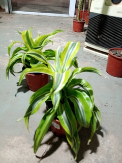 DRACENA LEMON SURPRISE - El Viverito