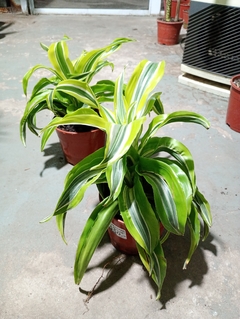 DRACENA LEMON SURPRISE - tienda online