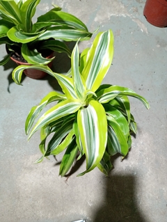 DRACENA LEMON SURPRISE