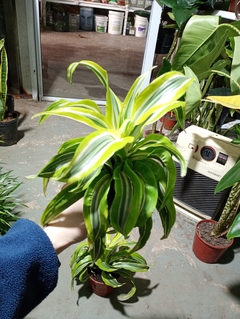 Imagen de DRACENA LEMON SURPRISE