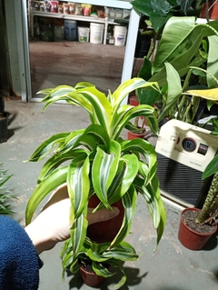 DRACENA LEMON SURPRISE - comprar online