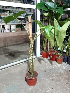 ALOCACIA ZEBRINA - comprar online