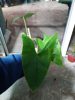 ALOCACIA ZEBRINA en internet