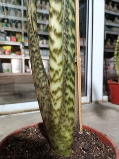 ALOCACIA ZEBRINA - El Viverito