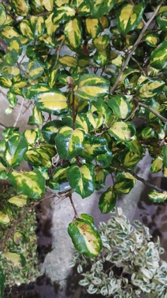 elaeagnus commutata aurea - comprar online