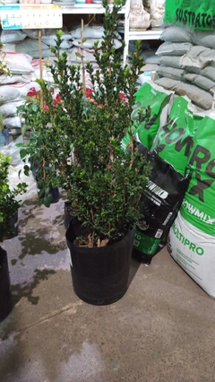 BUXUS SEMPERVIRENS (BOJ) en internet