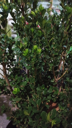 BUXUS SEMPERVIRENS (BOJ) - El Viverito