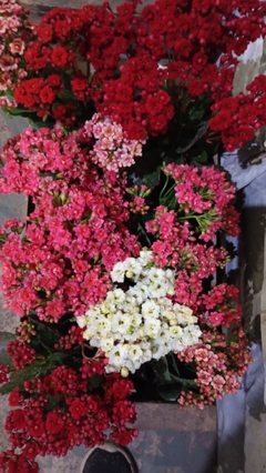 KALANCHOE DOBLE - El Viverito