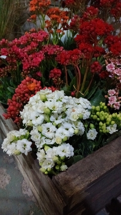 KALANCHOE DOBLE en internet