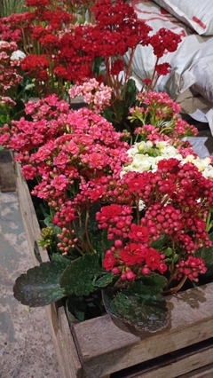 KALANCHOE DOBLE - comprar online
