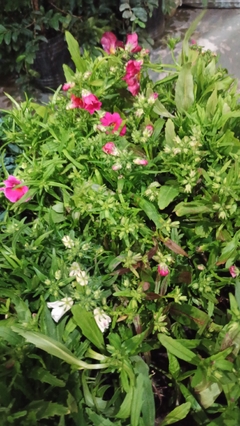 NEMESIA - comprar online