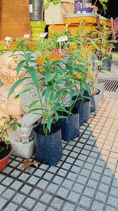 ASCLEPIA CURASSAVICA 3LTS (atrae mariposas)