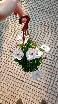 SURFINIA PETUNIA COLGANTE - tienda online