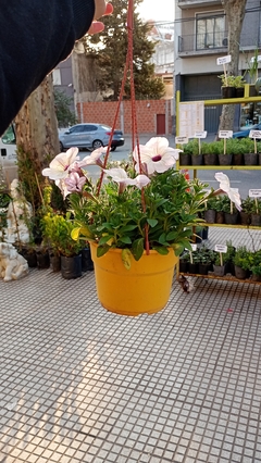 Imagen de SURFINIA PETUNIA COLGANTE