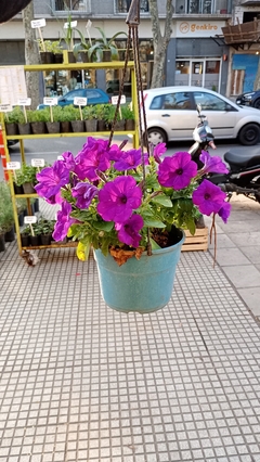 SURFINIA PETUNIA COLGANTE en internet