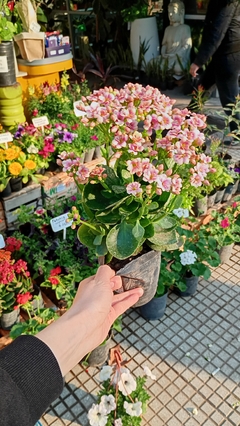 KALANCHOE DOBLE - tienda online