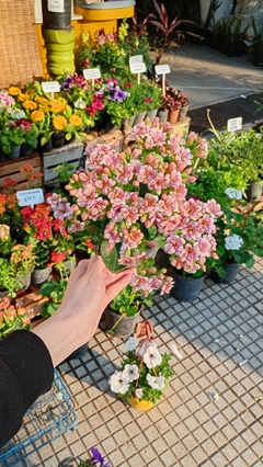 KALANCHOE DOBLE - El Viverito