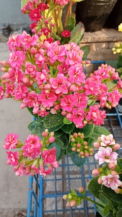 KALANCHOE DOBLE en internet