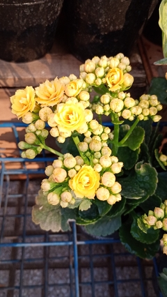 KALANCHOE DOBLE