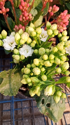 Imagen de KALANCHOE DOBLE