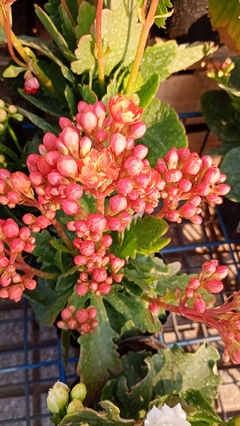 KALANCHOE DOBLE - tienda online