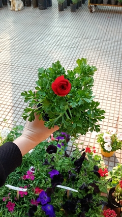 MARIMONIA - comprar online