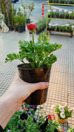 MARIMONIA en internet
