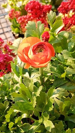 MARIMONIA - comprar online